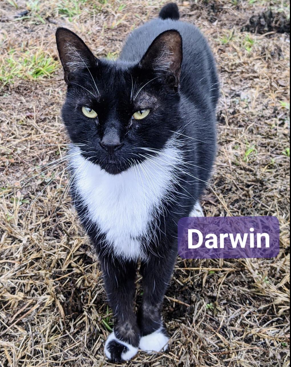 Darwin