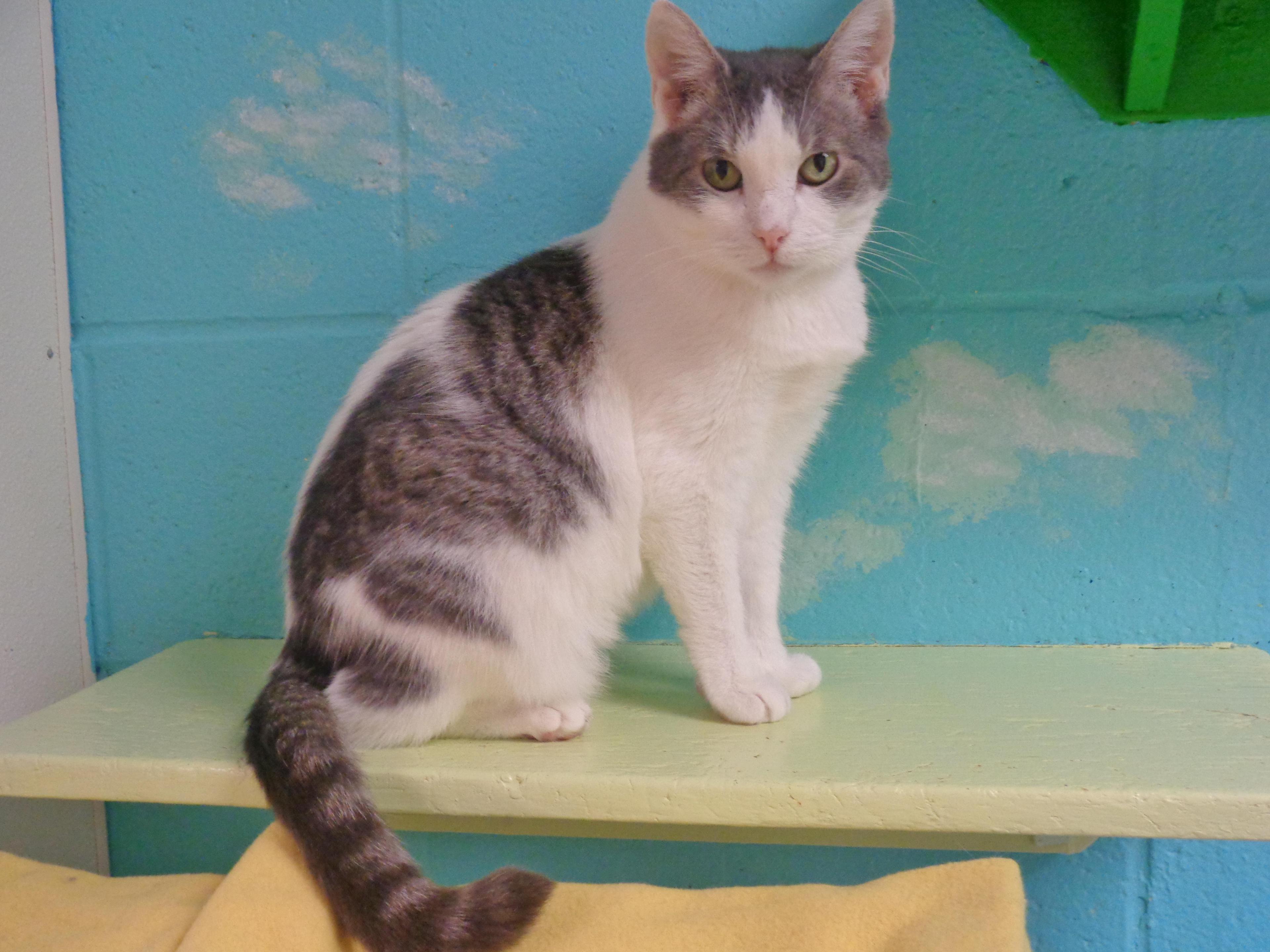 Louisiana Extra Toes!