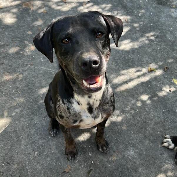 Harley "your Love Drives