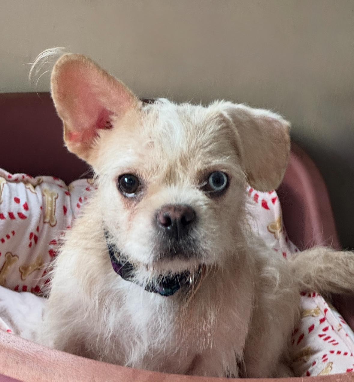 A young small-sized female French Bulldog dog named Speedbump for adoption in Los Angeles, CA