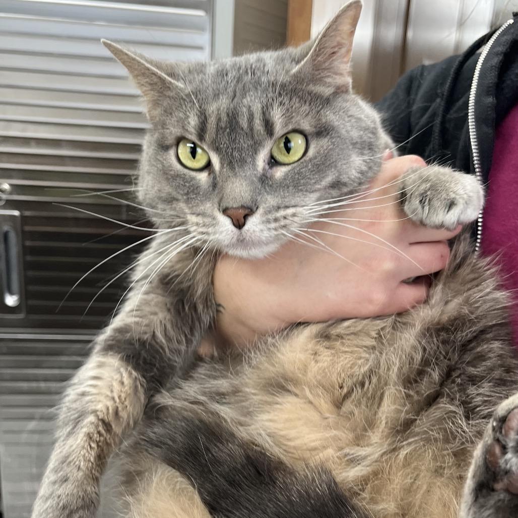 A senior large-sized female Gray / Blue / Silver Domestic Short Hair cat named Ginger for adoption in Columbiana, AL