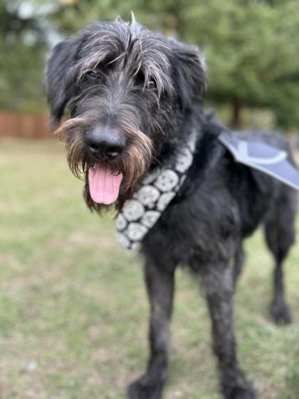 Captain Comma photo 1