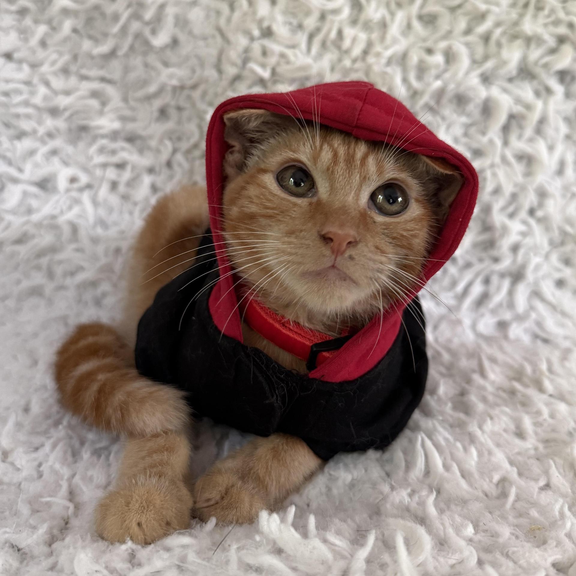 A baby large-sized male Orange / Red Domestic Short Hair cat named Zazu for adoption in Miami, FL