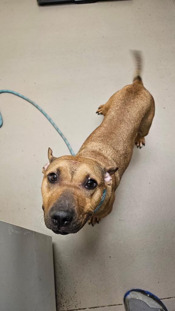 Layne Wiggle Bottom photo 1