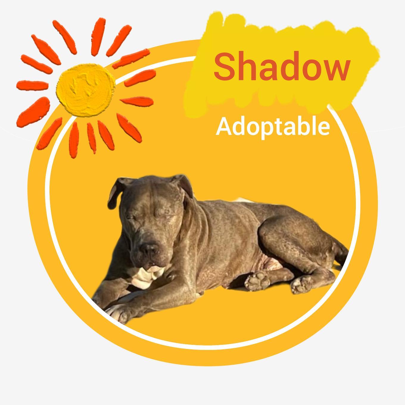 A young large-sized male American Staffordshire Terrier dog named Shadow for adoption in Weston, FL
