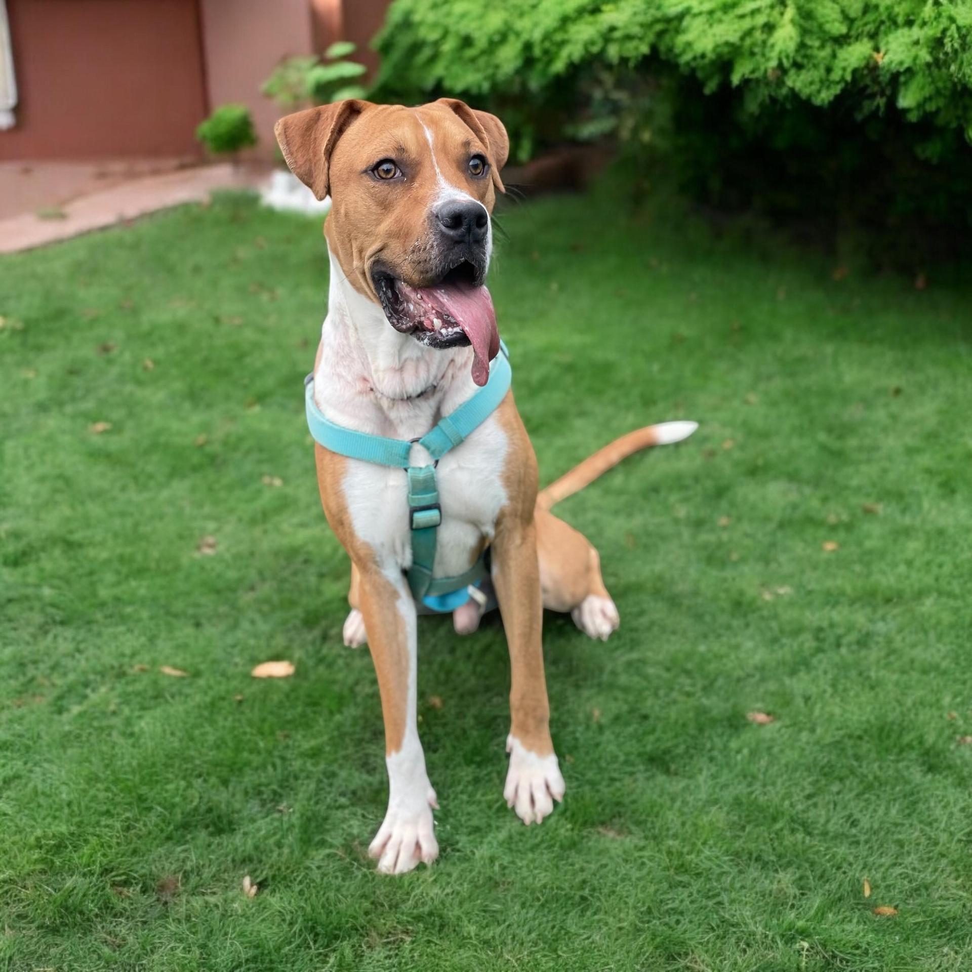 A young large-sized male Red / Chestnut / Orange Boxer dog named Tbone for adoption in Kenedy, TX