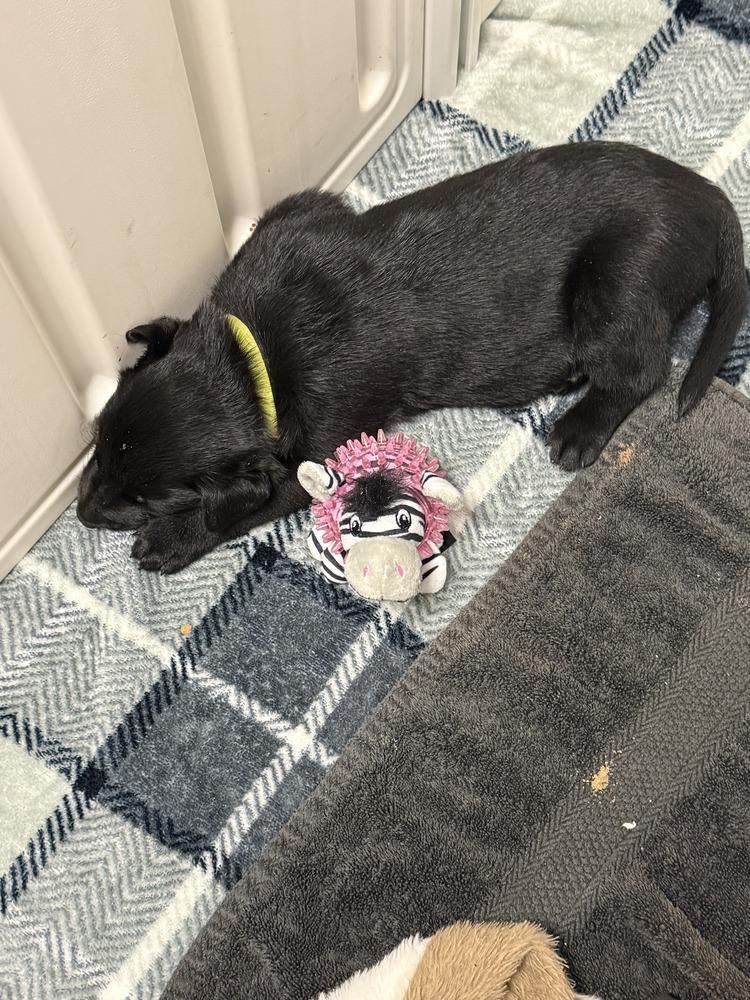 Lakeland Lookers Vega