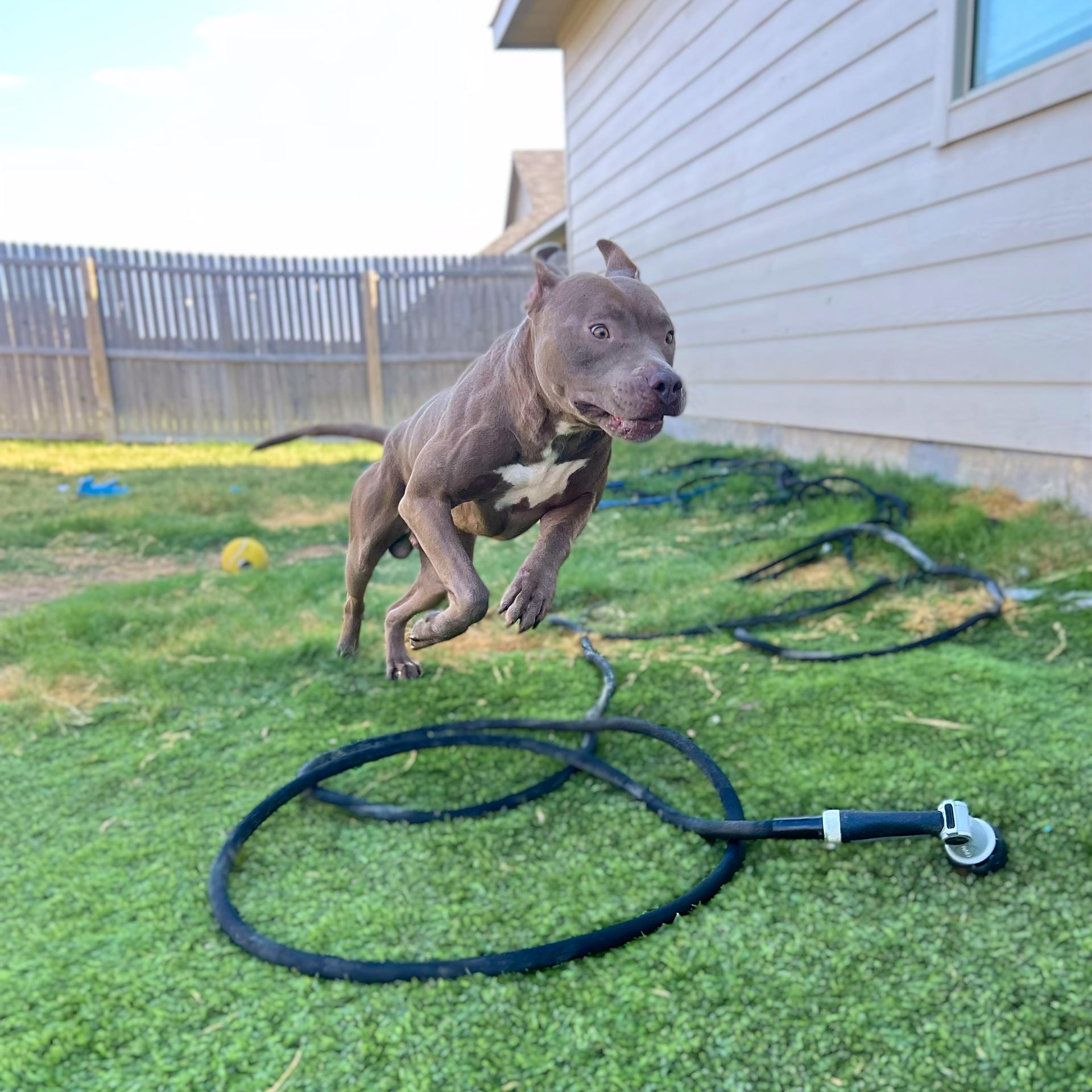 A young medium-sized male American Staffordshire Terrier dog named Jj for adoption in Haslet, TX
