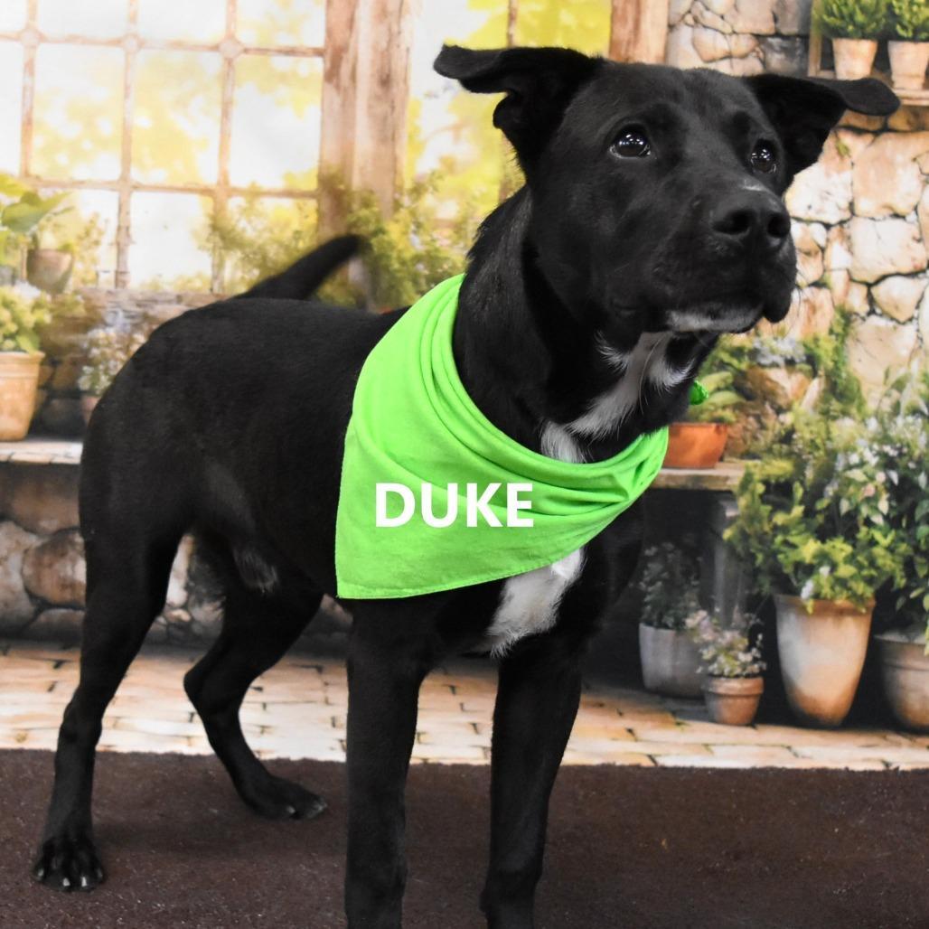 Duke