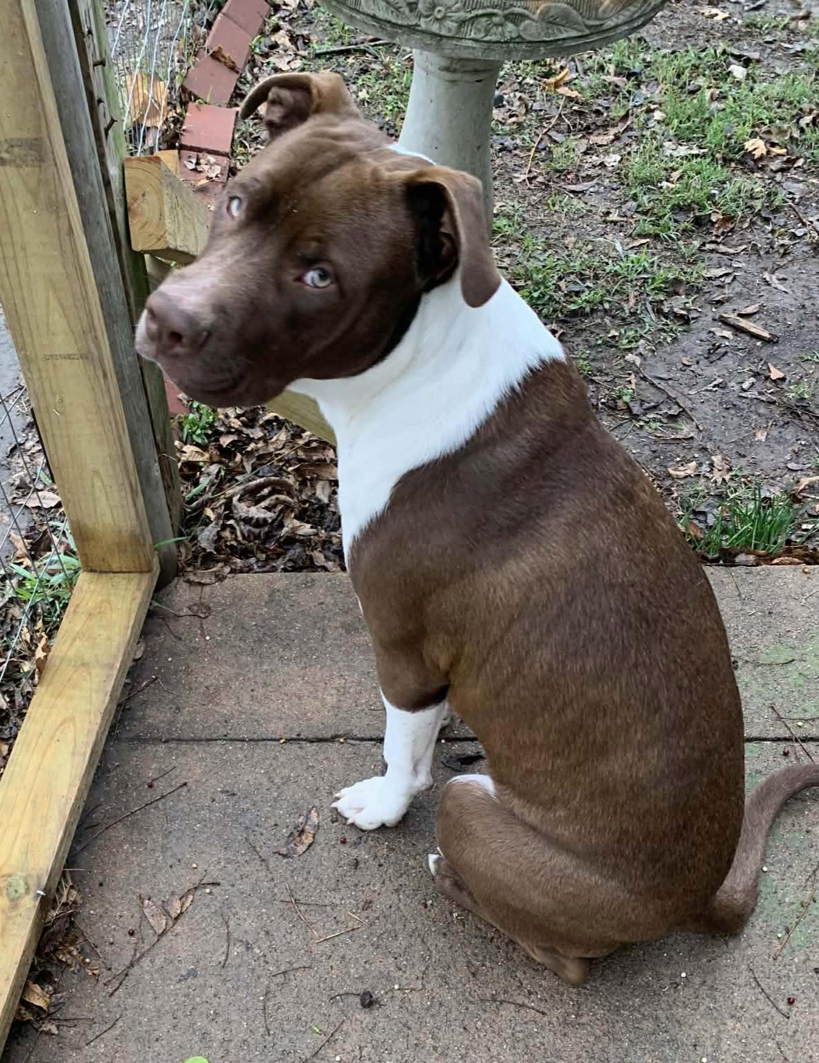 Chico