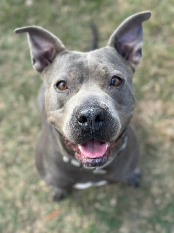 Little Shadow Of Love