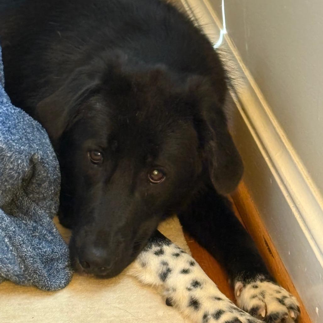 Maizie Fka Gypsy photo 1