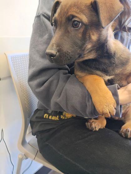 A baby small-sized male Mixed Breed dog named Billy for adoption in Atlanta, GA
