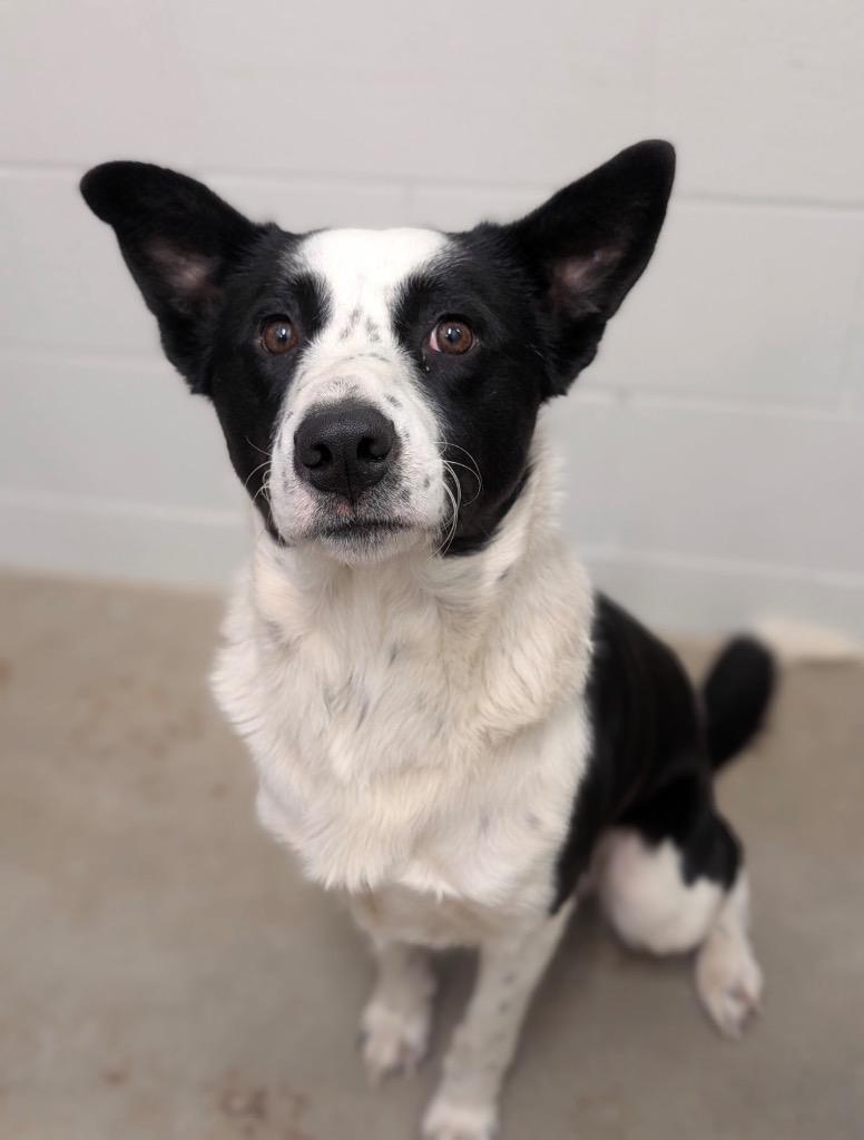 An adult medium-sized male Border Collie dog named Whiskey for adoption in Defiance, OH