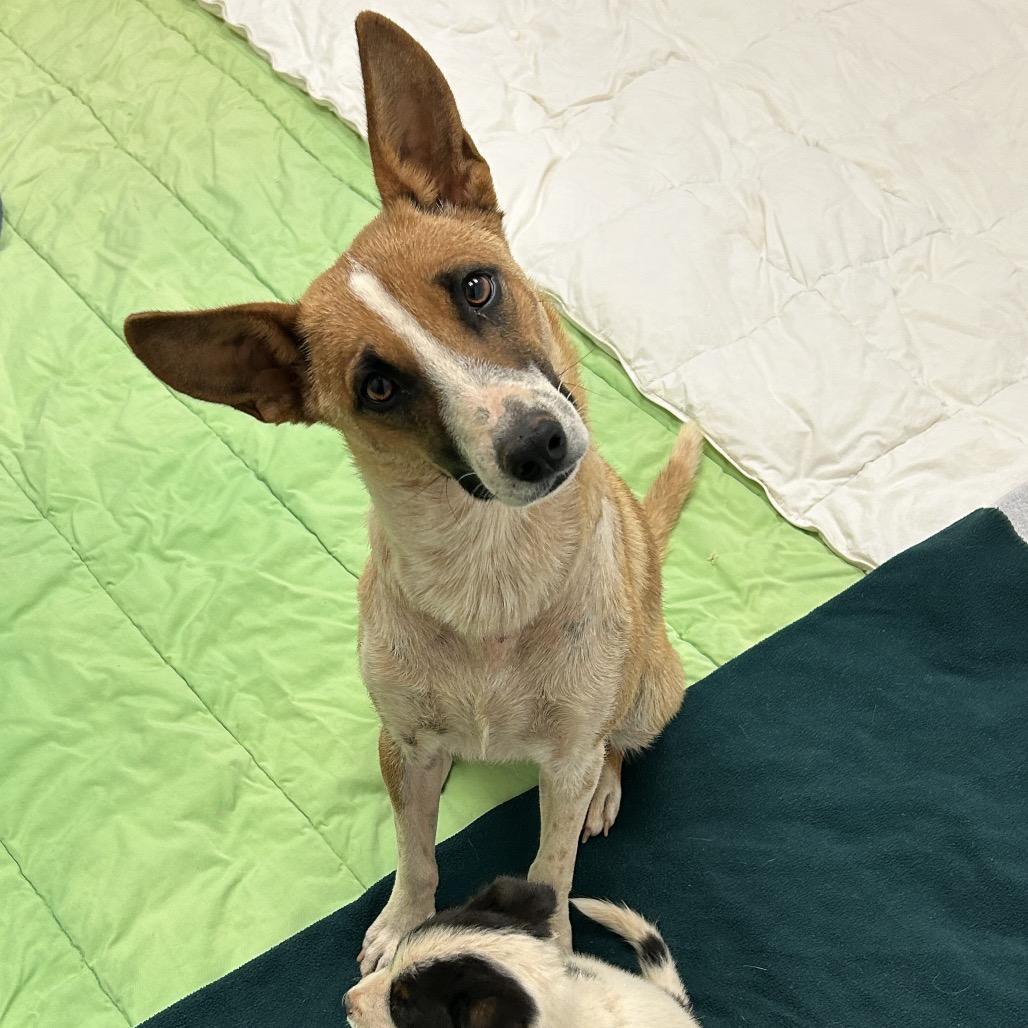 An adult medium-sized female Yellow / Tan / Blond / Fawn Cattle Dog dog named Donna Darling Girl! for adoption in Flagstaff, AZ