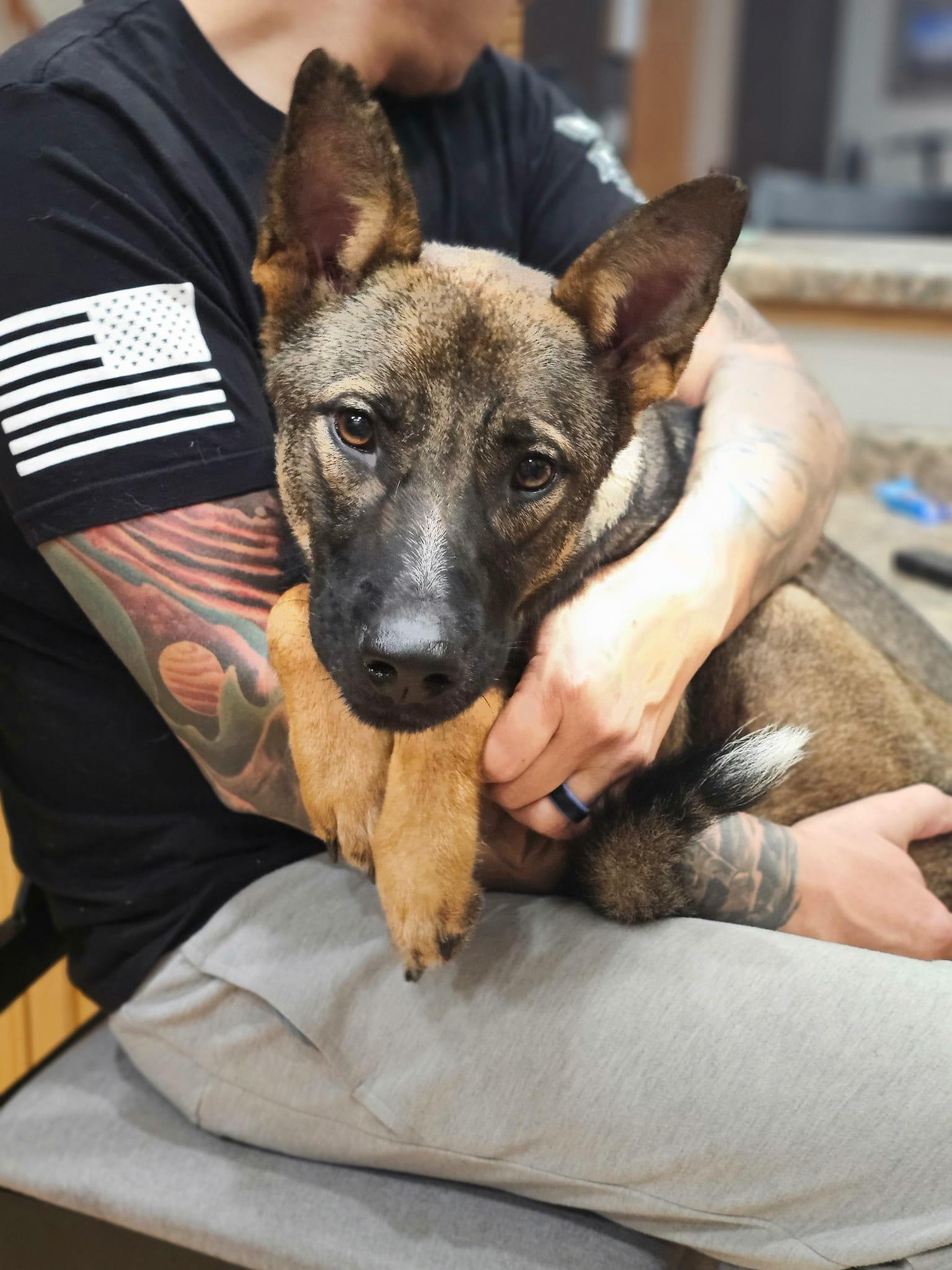 Ellie The Belgian Malinois