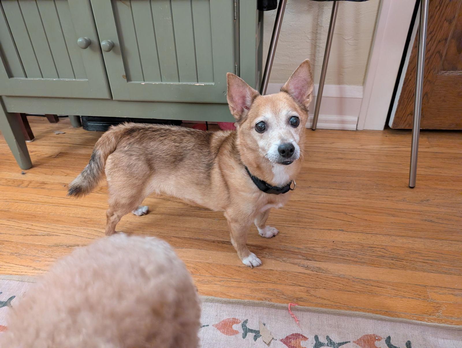 A senior small-sized female Chihuahua dog named Zuma D for adoption in minneapolis, MN