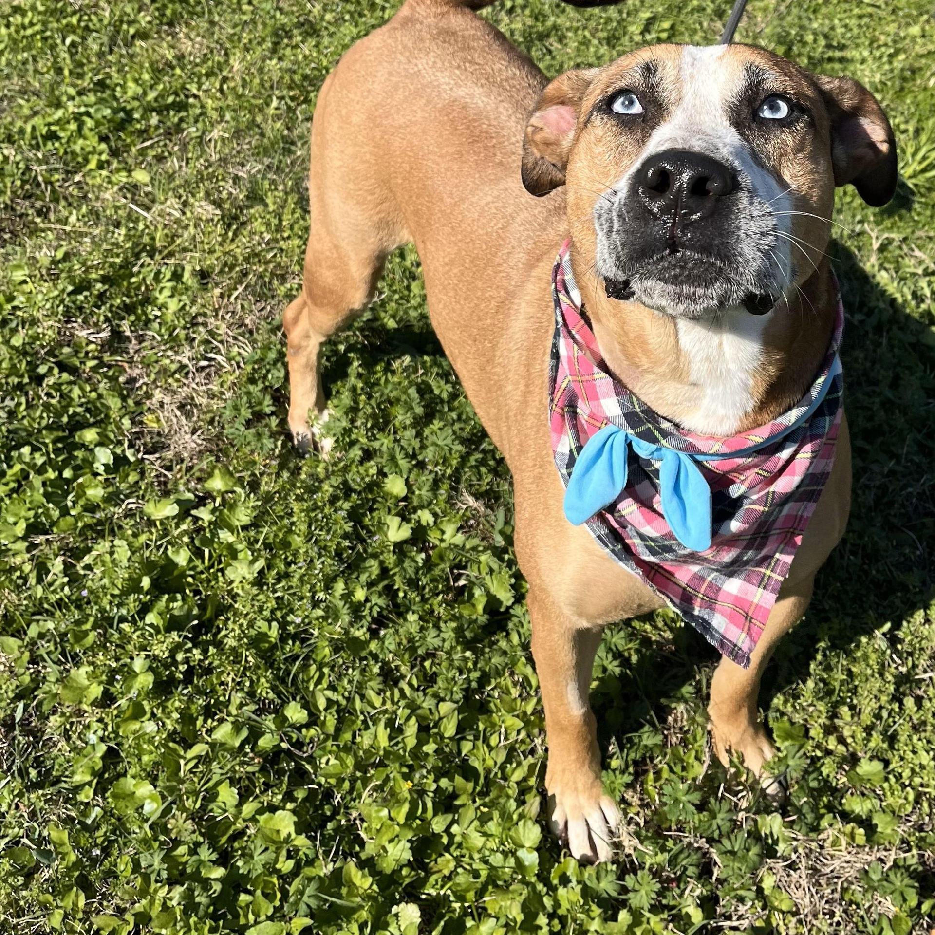 An adult large-sized female Terrier dog named Ember for adoption in angleton, TX