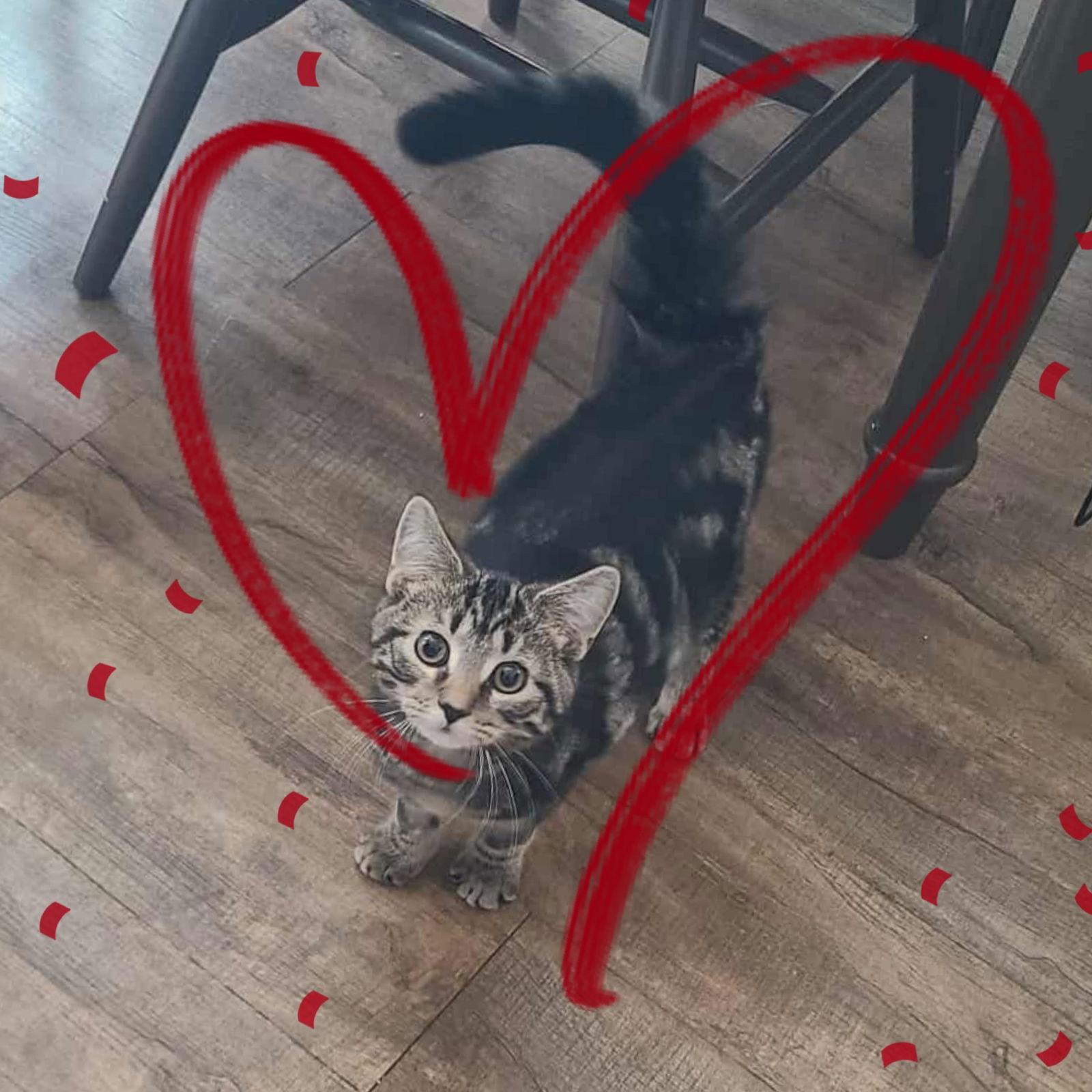 Laverne&shirley Litter Squiggy