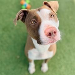 Peanut Butter Blossom