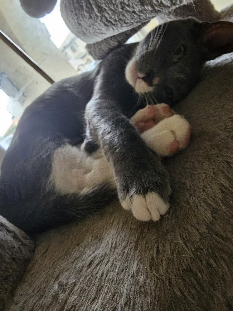 A baby small-sized male Gray & White Tabby cat named Pinot for adoption in Miami, FL