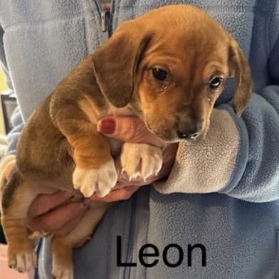 Leon
