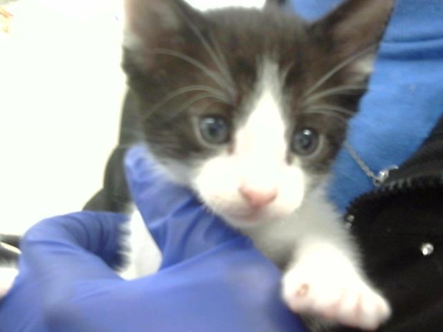 A baby medium-sized male Domestic Short Hair cat named Leo for adoption in Dallas, TX