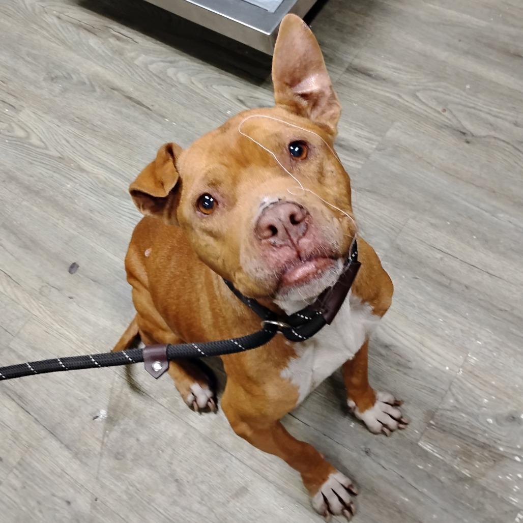 A senior medium-sized female Yellow / Tan / Blond / Fawn Mixed Breed dog named Blessing for adoption in Summerville, SC