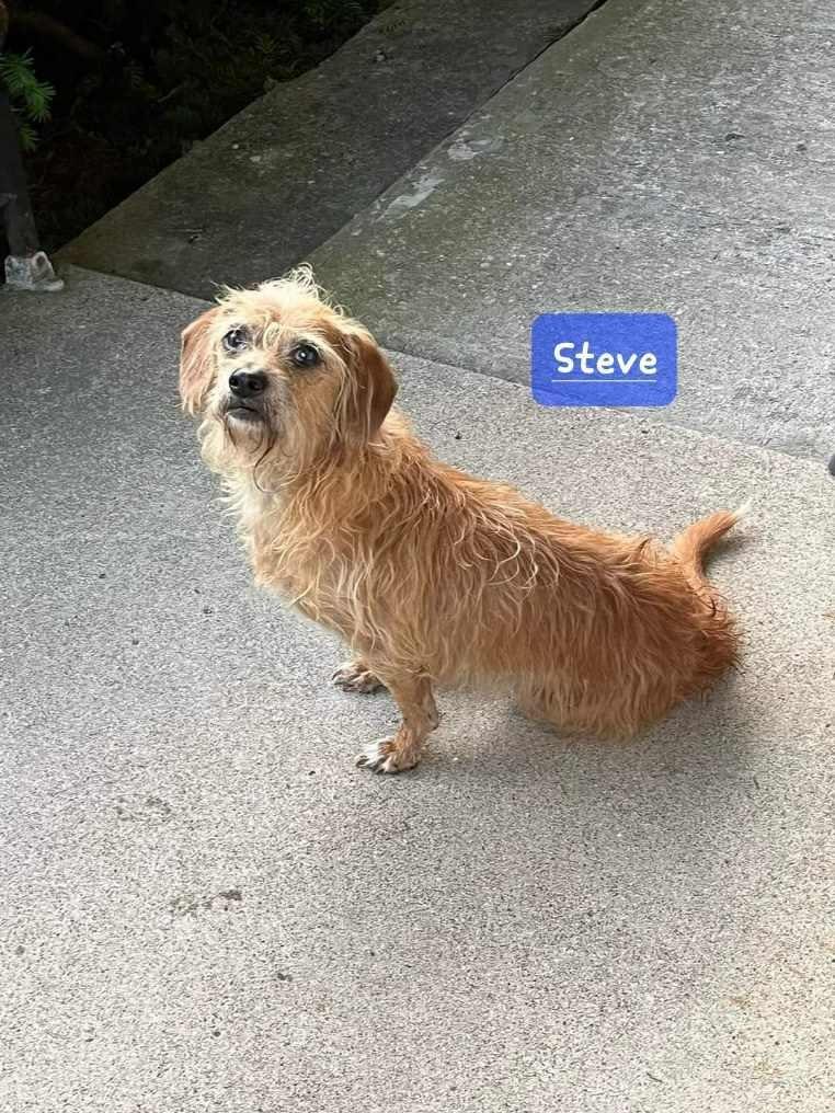 Steve