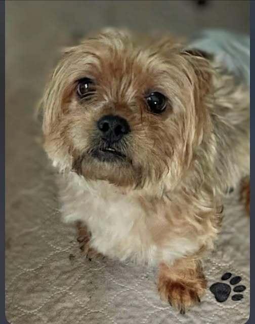 A senior small-sized male Yorkshire Terrier dog named Benji for adoption in Huntington, NY