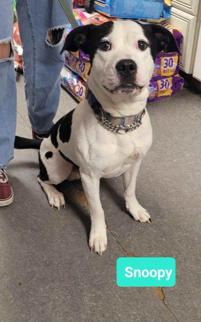 Snoopy