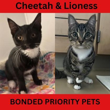 Lioness `a Priority Pet`