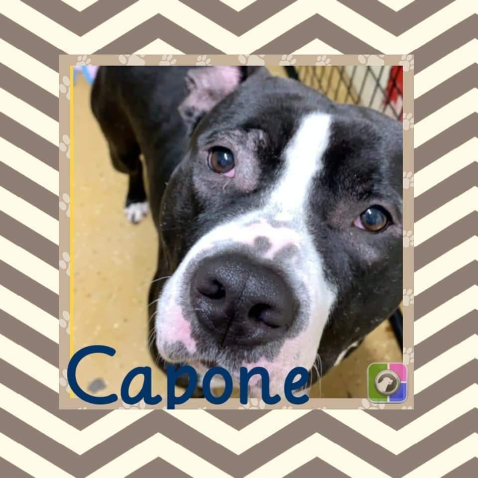 Capone