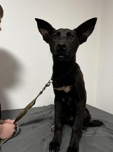 A baby medium-sized male Black German Shepherd Dog dog named Bruce for adoption in Liverpool, TX