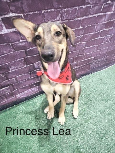 Princess Lea