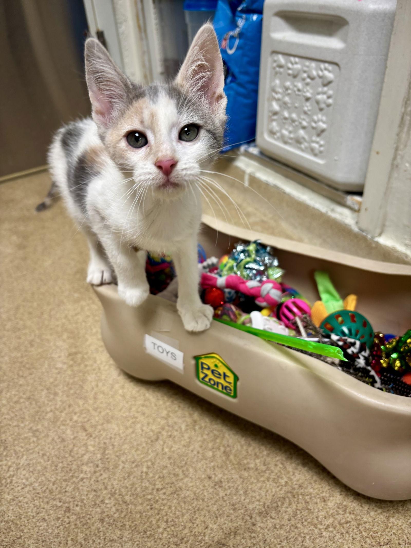 A baby medium-sized female Domestic Short Hair cat named Ivory for adoption in Brick, NJ