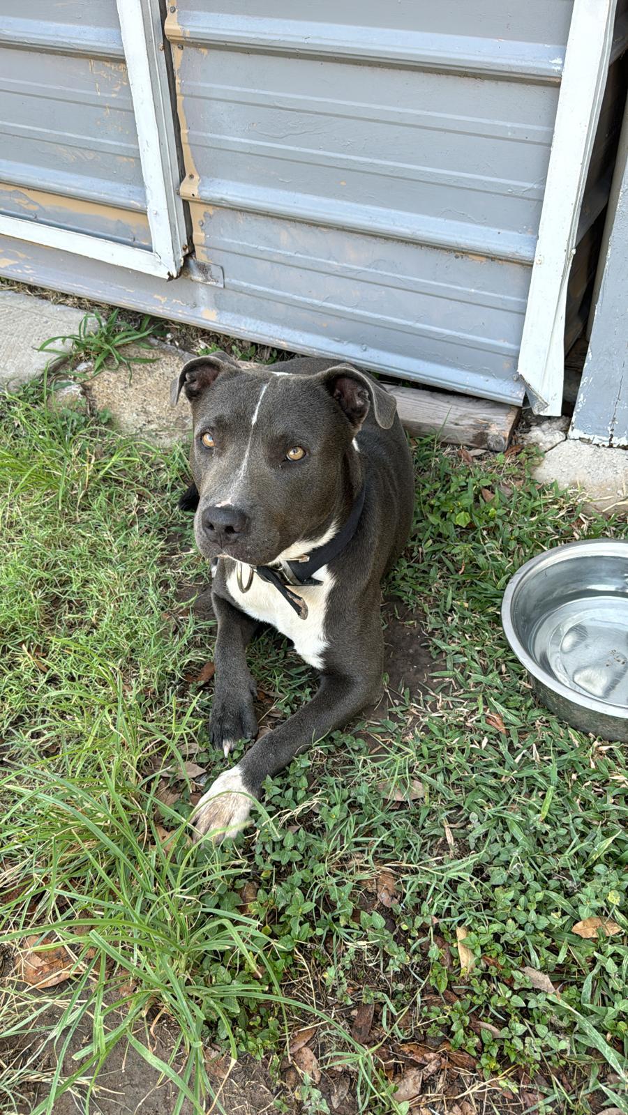 A young large-sized male Pit Bull Terrier dog named Negrito for adoption in Harlingen, TX