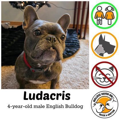 An adult small-sized male Brindle French Bulldog dog named Ludacris for adoption in Bonney Lake, WA