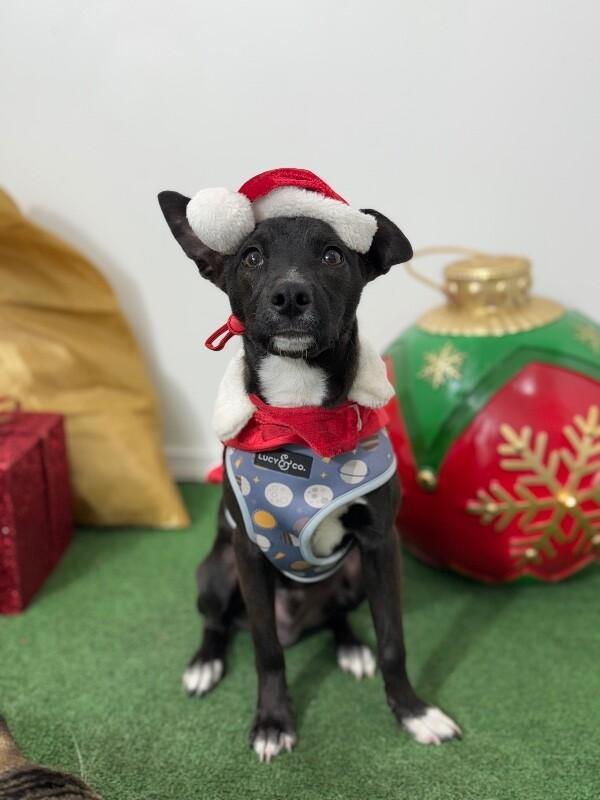 A baby medium-sized male Black Australian Kelpie dog named Peter for adoption in Carlsbad, CA