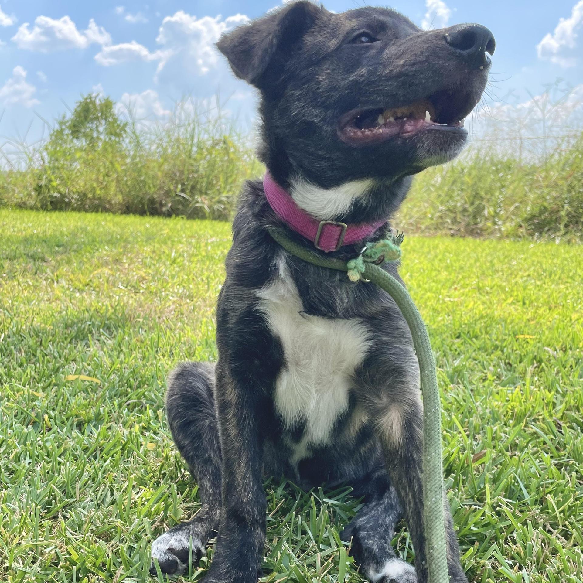 A baby medium-sized female Brindle Shepherd dog named Jill for adoption in Pearland, TX
