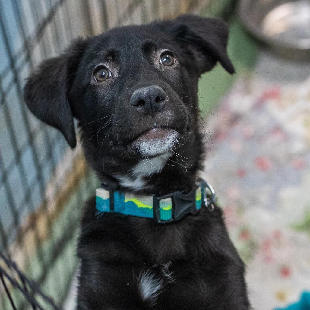 A baby small-sized female Black Cattle Dog dog named Early Girl for adoption in Flagstaff, AZ
