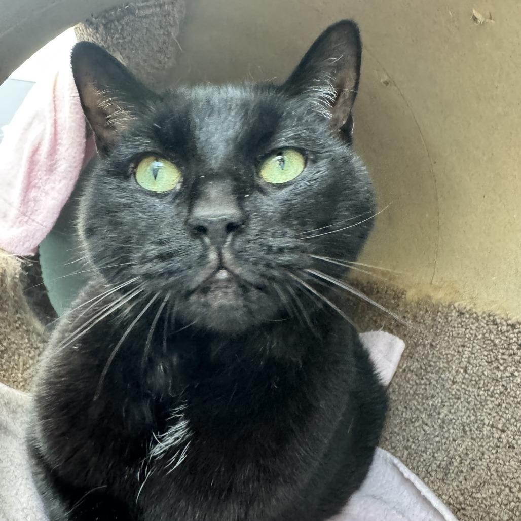 Carlos Despacito Meowiguez