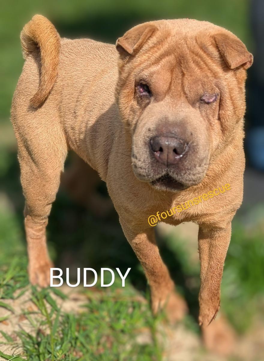 Buddy