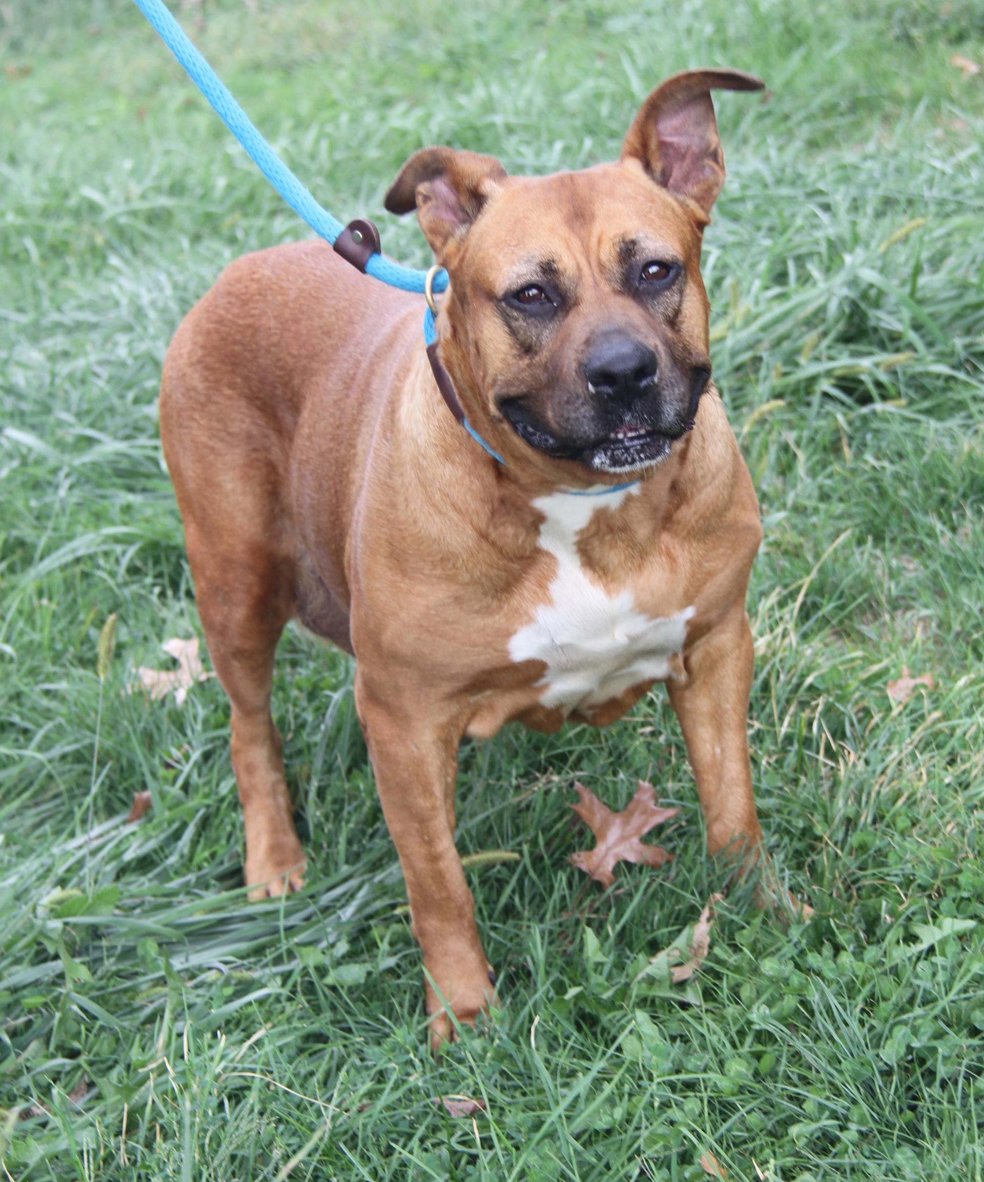 An adult large-sized female Yellow / Tan / Blond / Fawn Pit Bull Terrier dog named Chloe for adoption in Marietta, OH