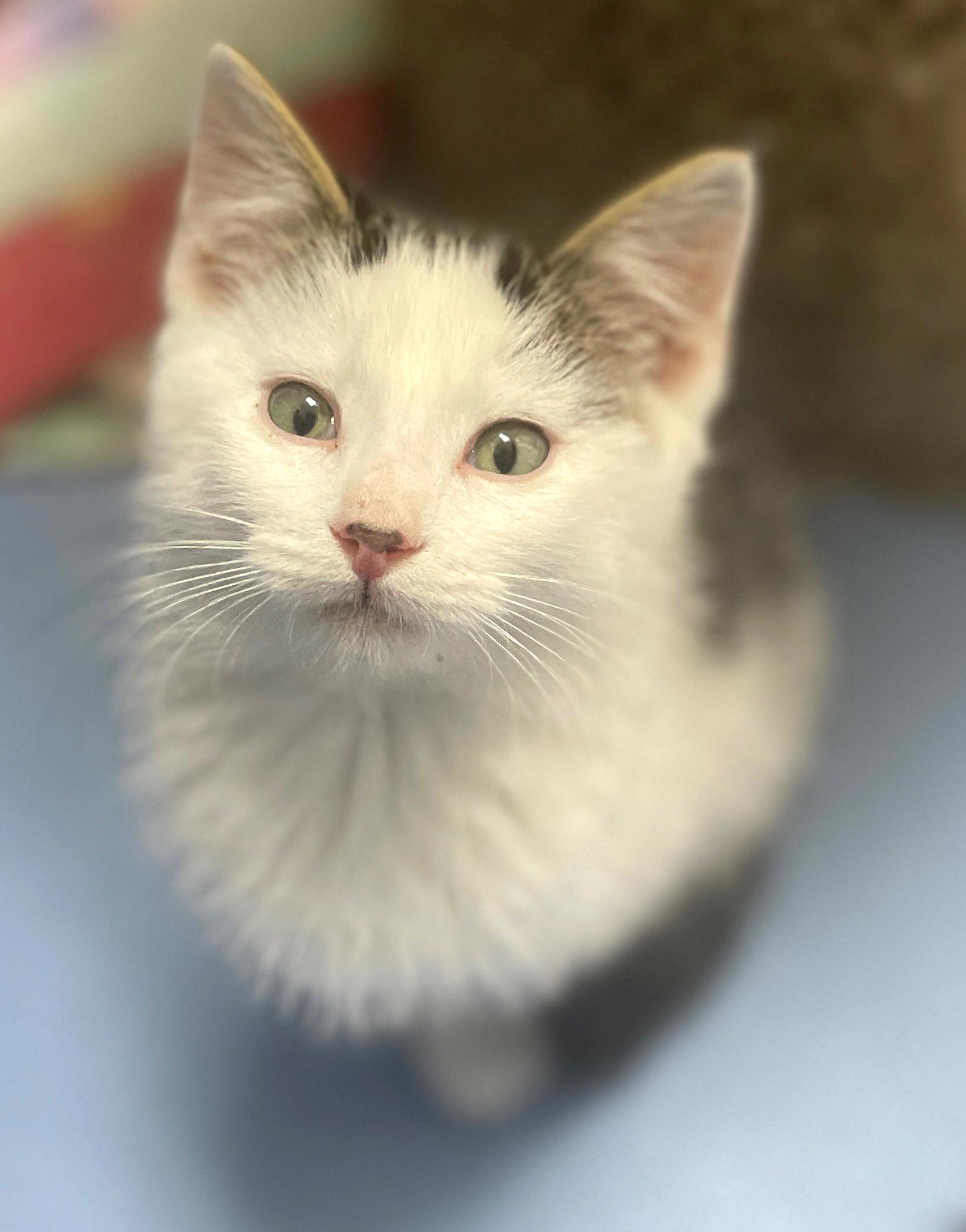 A baby small-sized male Tabby (Gray / Blue / Silver) Domestic Medium Hair cat named Skipper for adoption in Neillsville, WI
