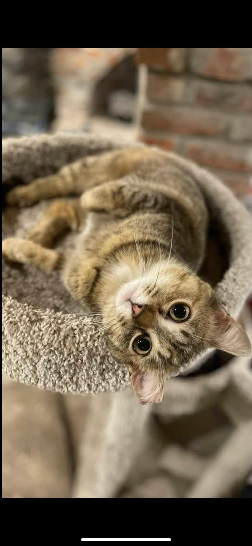 Sweet Pea And Flower