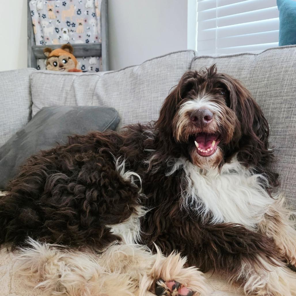 A senior medium-sized male Brown / Chocolate Australian Shepherd dog named Zeke for adoption in Alexandria, VA