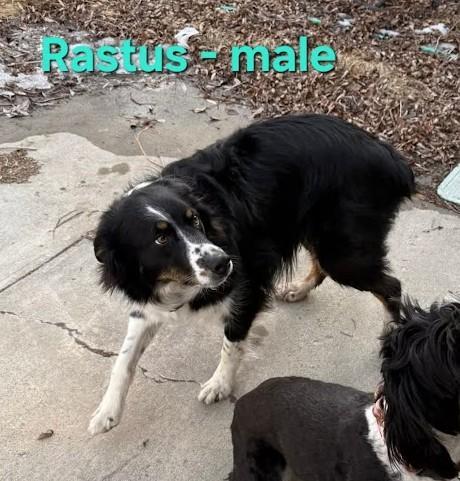 Rastus