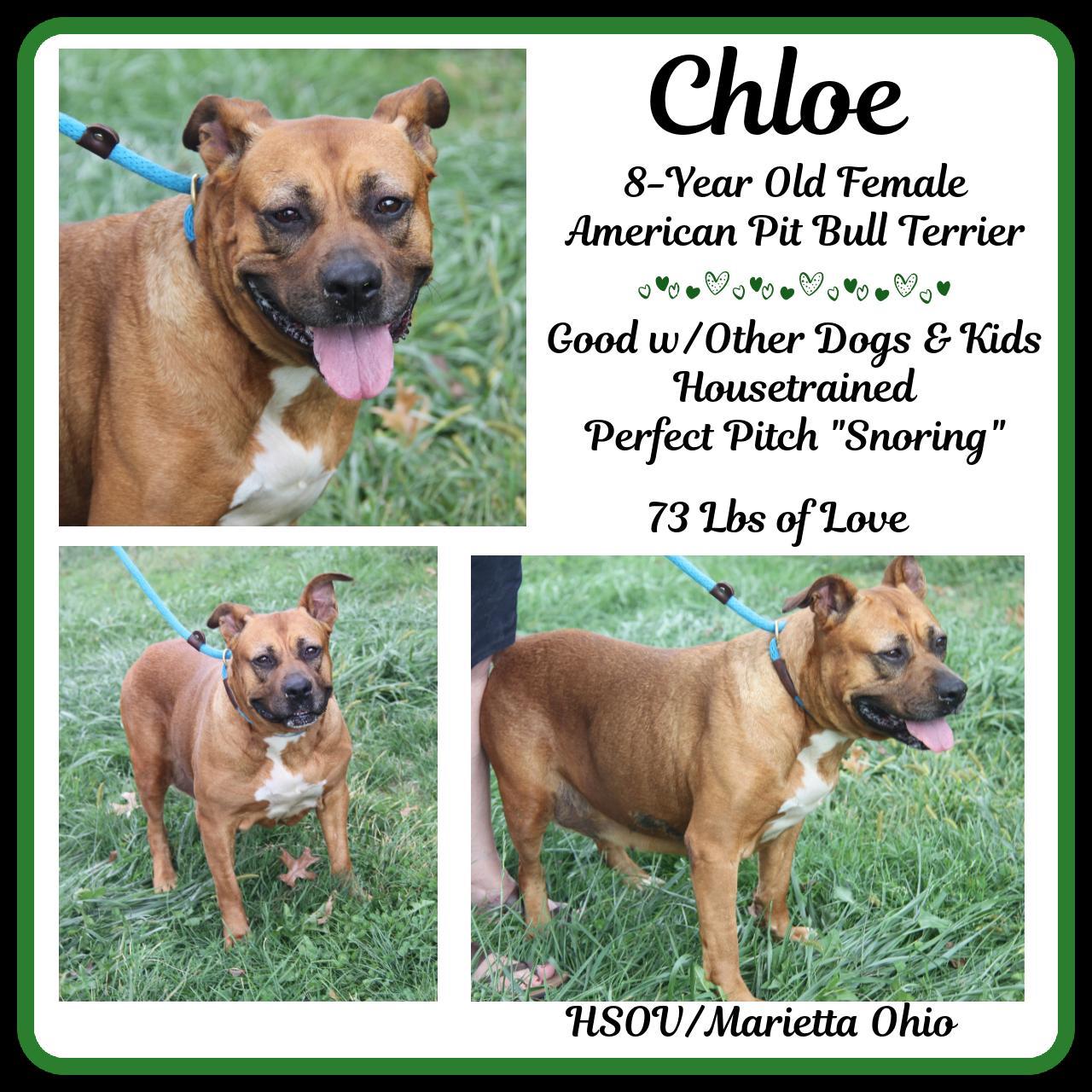 An adult large-sized female Yellow / Tan / Blond / Fawn Pit Bull Terrier dog named Chloe for adoption in Marietta, OH