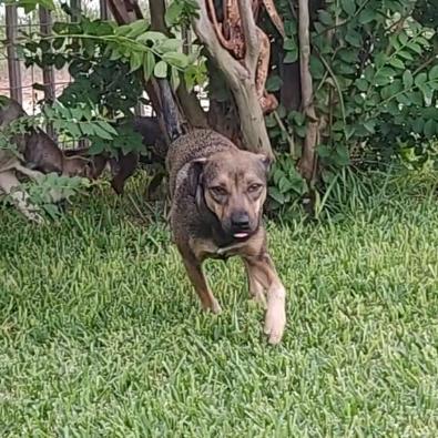 A young small-sized male Brown / Chocolate Terrier dog named Milo for adoption in Seguin, TX